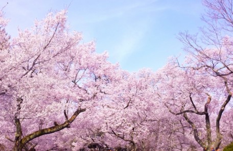 桜のイメージ