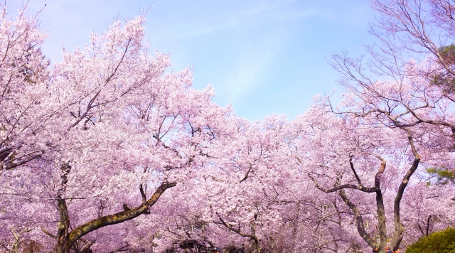 桜のイメージ