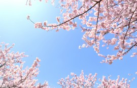 桜イメージ