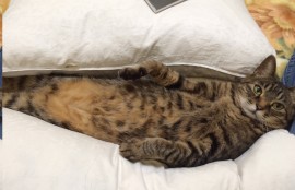 ハマる猫