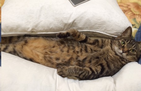 ハマる猫