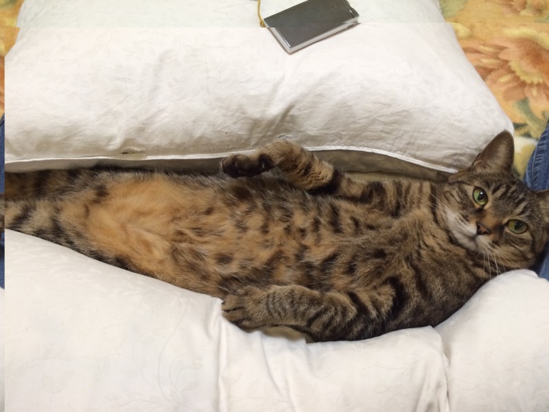 ハマる猫